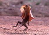 Solar powered lizard running.