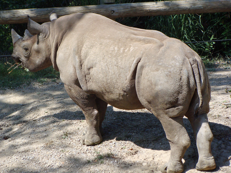 Rhinoceros Picture